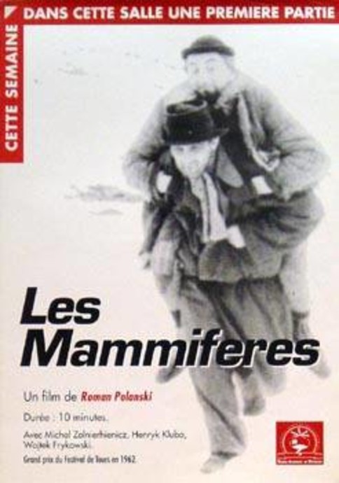 Les Mammifères